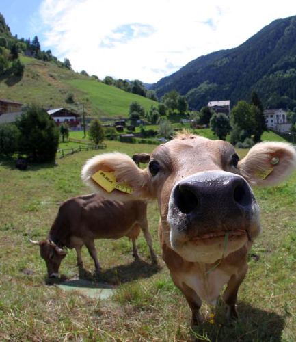 prezzi_mucca